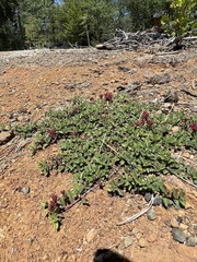 Ceanothus prostratus occidentalis