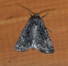 Ulolonche orbiculata