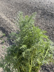 Daucus carota sativus