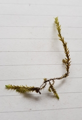 Hygrohypnum luridum