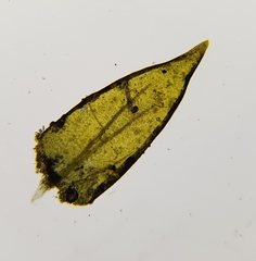 Hygrohypnum luridum
