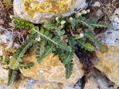Asplenium ceterach ceterach