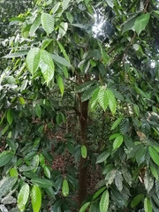 Minquartia guianensis