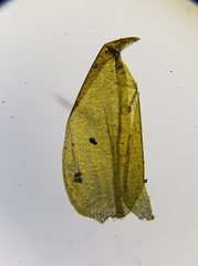 Hygrohypnum luridum