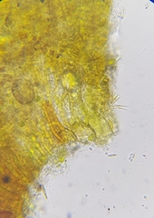 Hygrohypnum luridum