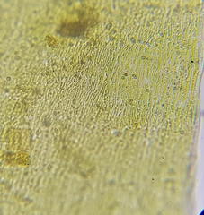 Hygrohypnum luridum