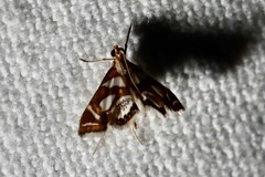 Chrysendeton medicinalis