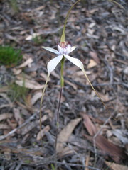 Caladenia longicauda eminens