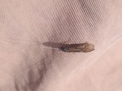 Ceraclea nigronervosa