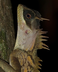 Acanthosaura cardamomensis