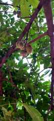 Phyllanthus acidus