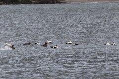 Somateria mollissima