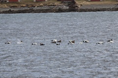 Somateria mollissima