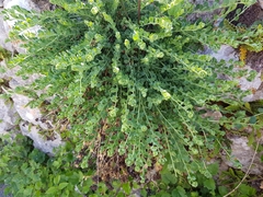 Telephium imperati