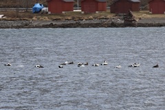 Somateria mollissima