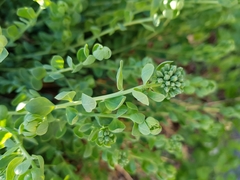 Telephium imperati