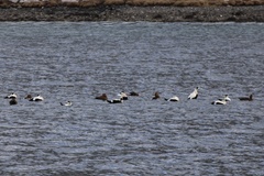 Somateria mollissima