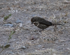 Haemorhous mexicanus