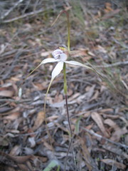 Caladenia longicauda eminens