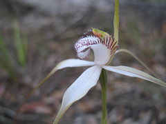 Caladenia longicauda eminens