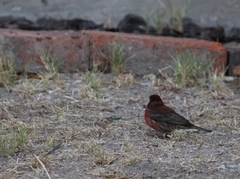 Haemorhous mexicanus