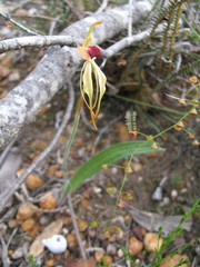 Caladenia ensata