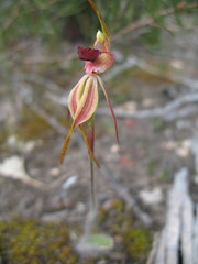 Caladenia ensata