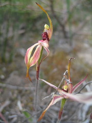 Caladenia ensata