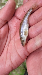 Notropis dorsalis