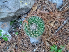 Mammillaria melanocentra rubrograndis