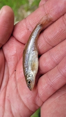 Notropis dorsalis
