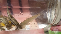 Notropis dorsalis