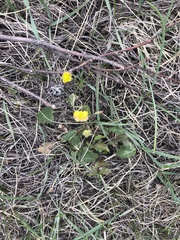 Ranunculus cardiophyllus