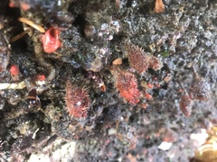Boltenia villosa