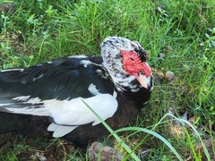 Cairina moschata domestica