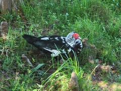 Cairina moschata domestica