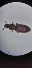 Monotominae