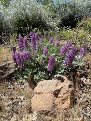 Lupinus sericatus