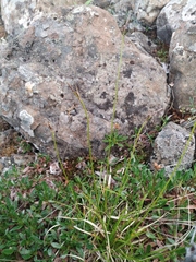 Carex bigelowii arctisibirica