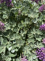 Lupinus sericatus
