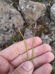 Carex bigelowii arctisibirica