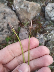 Carex bigelowii arctisibirica