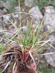 Carex bigelowii arctisibirica
