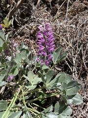 Lupinus sericatus