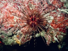Centrostephanus longispinus