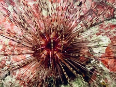 Centrostephanus longispinus