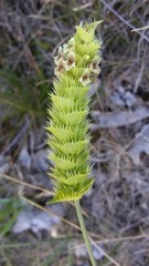 Sideritis lurida