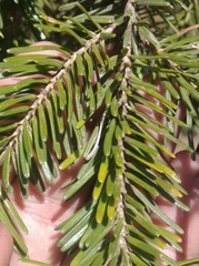 Abies nordmanniana