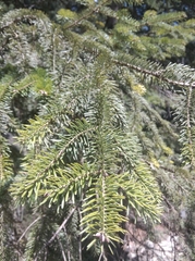 Abies nordmanniana