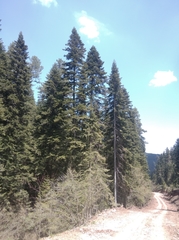 Abies nordmanniana